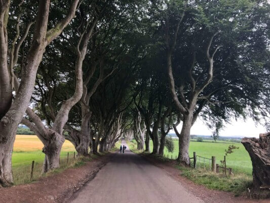 the Dark Hedges over a roadway Ireland's most unusual attractions 