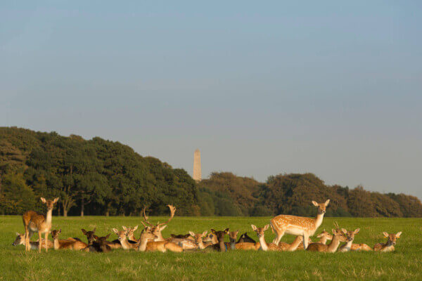 deer in a field the best time to visit Dublin