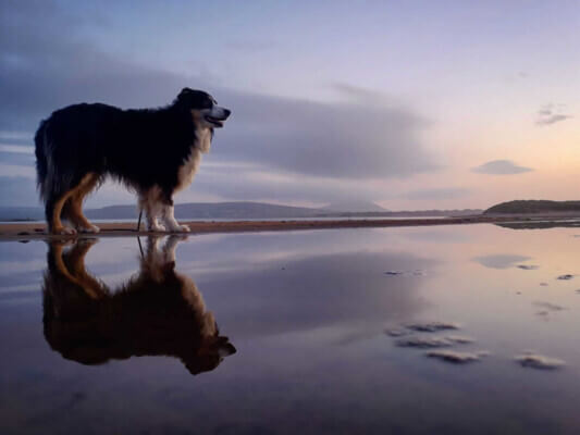 a dog on the beach 8 overlooked destinations in Ireland