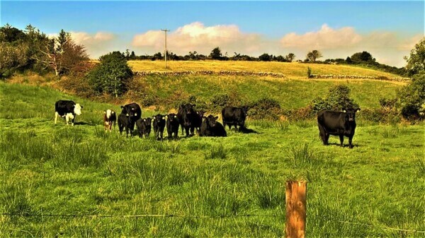 cows in a field traveling in County Mayo on a budget