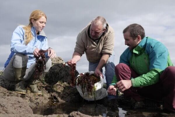 three people collecting seaweed the best in Irish food