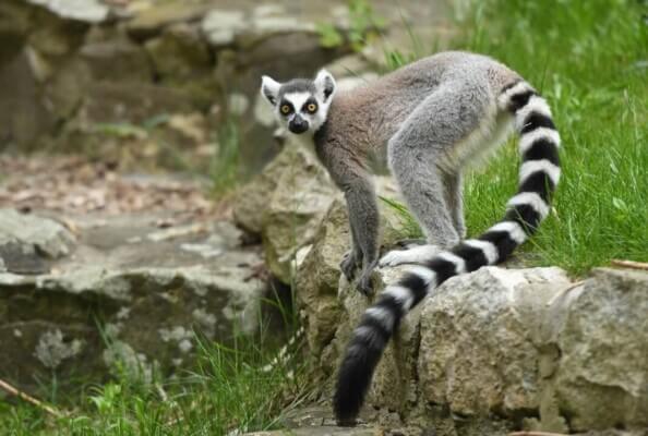 Read more about the article Fota Wildlife Park Houses At-Risk Lemurs