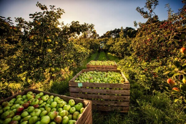 crates of green apples Armagh City