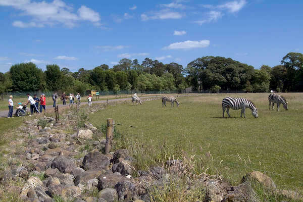 people watching zebras in a field Fota Wildlife Park in Cork