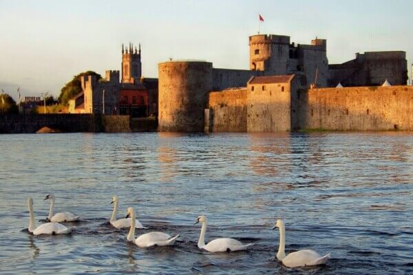 swans in a river near a castle the Shannon area