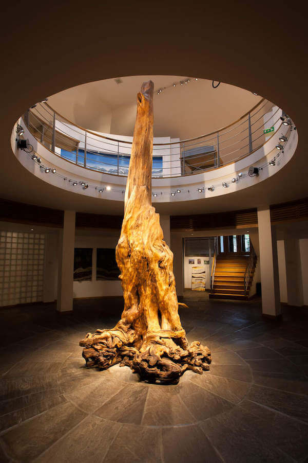 A huge bog oak is on display in the Ceide Fields Centre. Photo courtesy Peter McCabe for Failte Ireland.