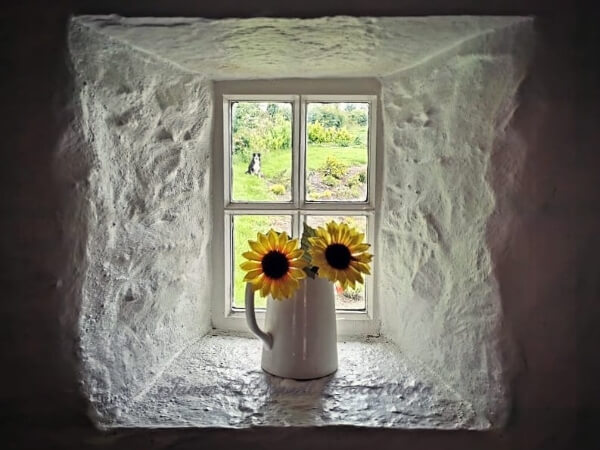 sunflowers on a window sill original stone cottage in Meath