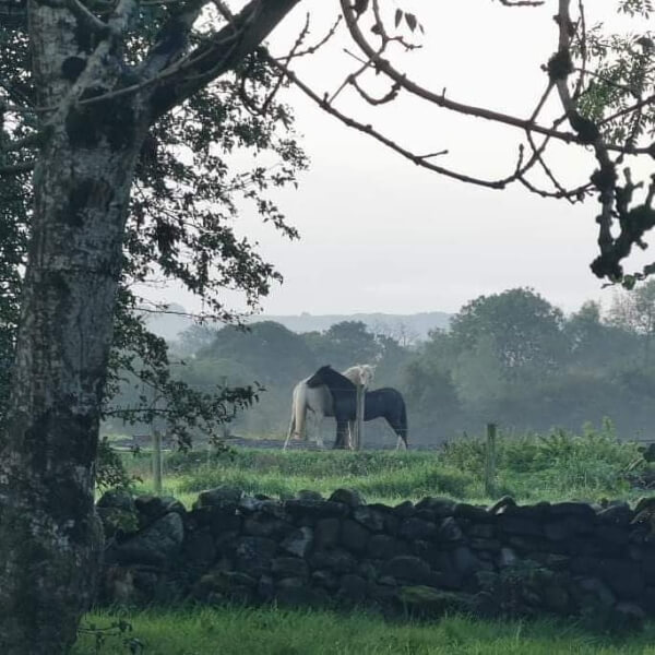 horses in a field original stone cottage in meath