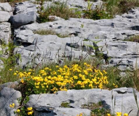 yellow flowers on a rock People of the Burren