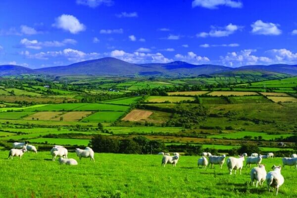 green fields and mountains with sheep 3 Irish poets