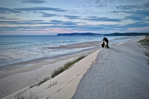 a dog on a beach 8 overlooked destinations in Ireland