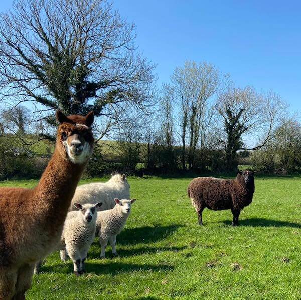 animals in a field staying on a farm in Ireland