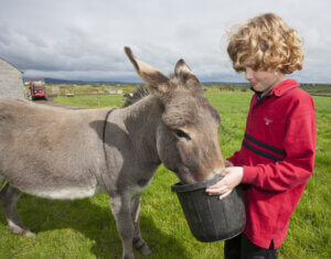 Read more about the article Staying on a Farm in Ireland: 6 Great Places to Choose From