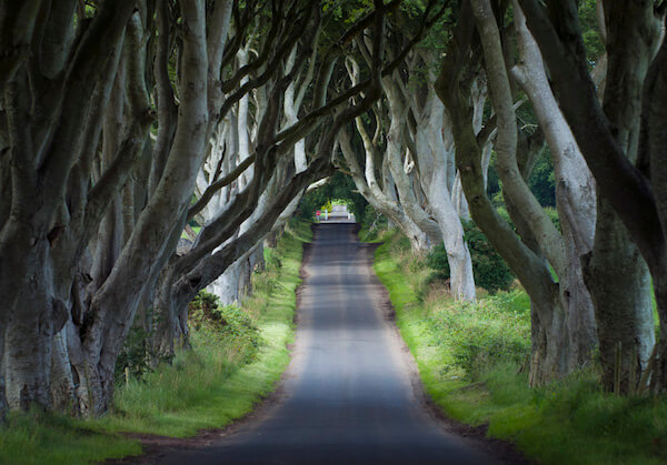 trees hanging over a road 10 things to do in Ireland