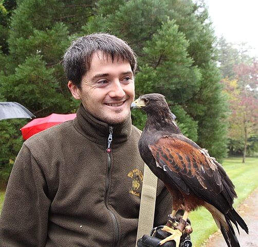 a man holding a hawk unique things to do in Ireland