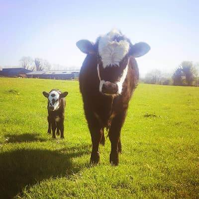 a cow and calf Burren Farm Experience