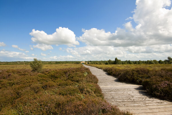 a boardwalk through a field Ireland's Midlands