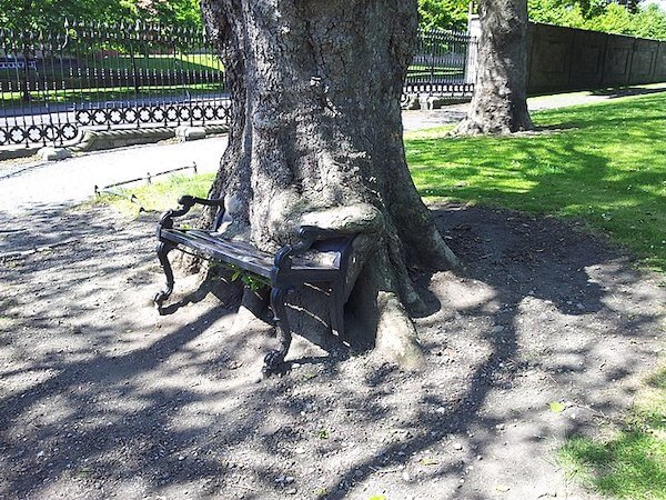 a bench in a tree trunk 10 days in Ireland