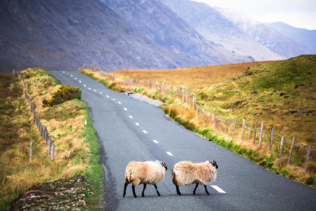 sheep crossing a road travel itineraries
